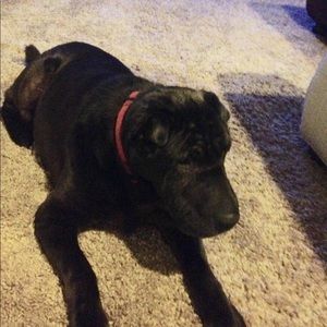 Meet your Posher, Chastity